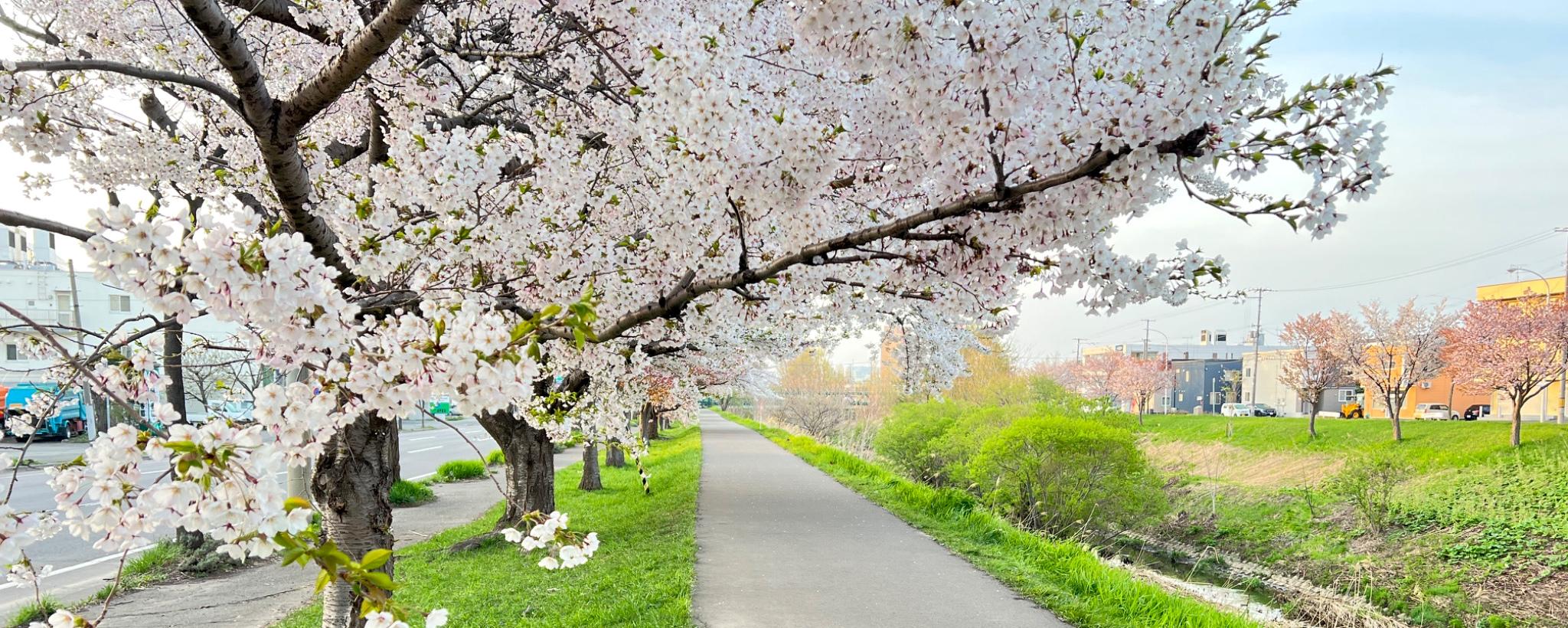 北海道の遊歩道沿いの桜並木